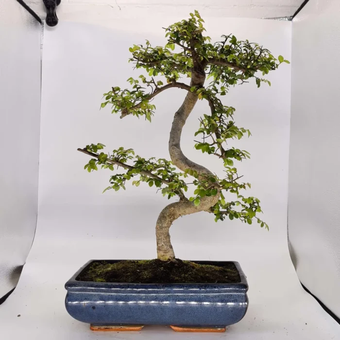 Beautifully Shaped Chinese Elm (Ulmus Parvifolia) Bonsai Tree - 30cm Pot | Perfect for Beginners & Experts | Indoor & Outdoor Hardy Tree - Image 27