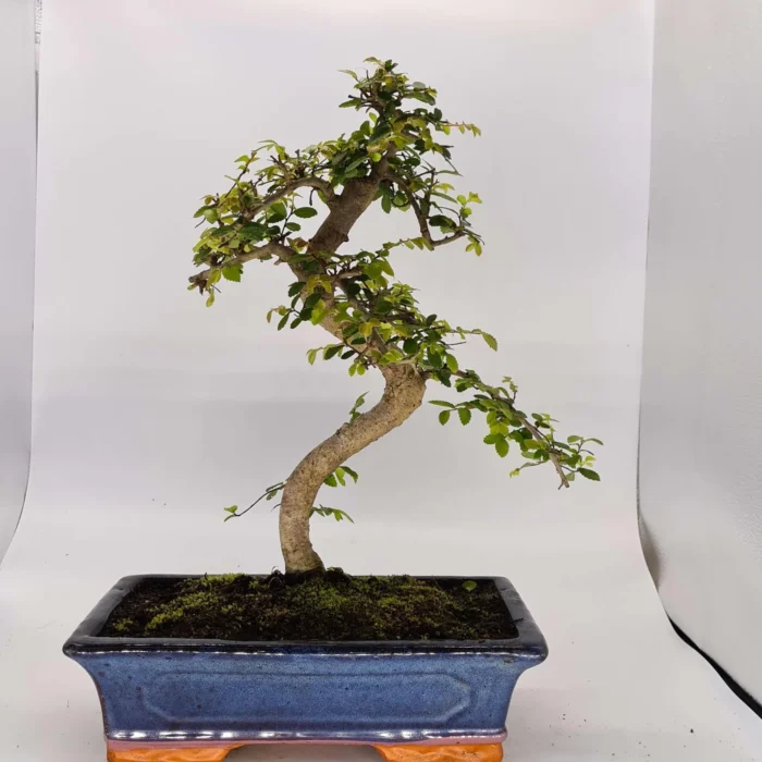 Beautifully Shaped Chinese Elm (Ulmus Parvifolia) Bonsai Tree - 30cm Pot | Perfect for Beginners & Experts | Indoor & Outdoor Hardy Tree - Image 28