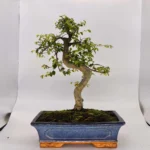 Beautifully Shaped Chinese Elm (Ulmus Parvifolia) Bonsai Tree - 30cm Pot | Perfect for Beginners & Experts | Indoor & Outdoor Hardy Tree - Image 29