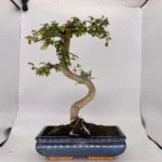 Beautifully Shaped Chinese Elm (Ulmus Parvifolia) Bonsai Tree - 30cm Pot | Perfect for Beginners & Experts | Indoor & Outdoor Hardy Tree - Image 30