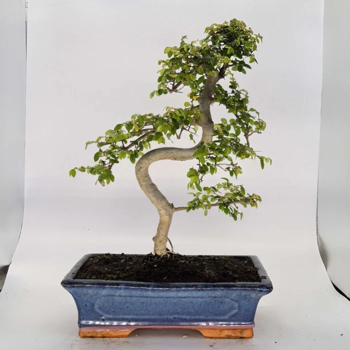 Beautifully Shaped Chinese Elm (Ulmus Parvifolia) Bonsai Tree - 30cm Pot | Perfect for Beginners & Experts | Indoor & Outdoor Hardy Tree - Image 31