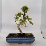 Beautifully Shaped Chinese Elm (Ulmus Parvifolia) Bonsai Tree - 30cm Pot | Perfect for Beginners & Experts | Indoor & Outdoor Hardy Tree - Image 32