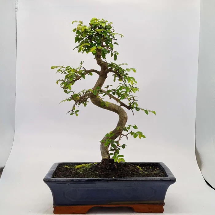 Beautifully Shaped Chinese Elm (Ulmus Parvifolia) Bonsai Tree - 30cm Pot | Perfect for Beginners & Experts | Indoor & Outdoor Hardy Tree - Image 33