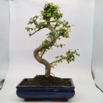 Beautifully Shaped Chinese Elm (Ulmus Parvifolia) Bonsai Tree - 30cm Pot | Perfect for Beginners & Experts | Indoor & Outdoor Hardy Tree - Image 34