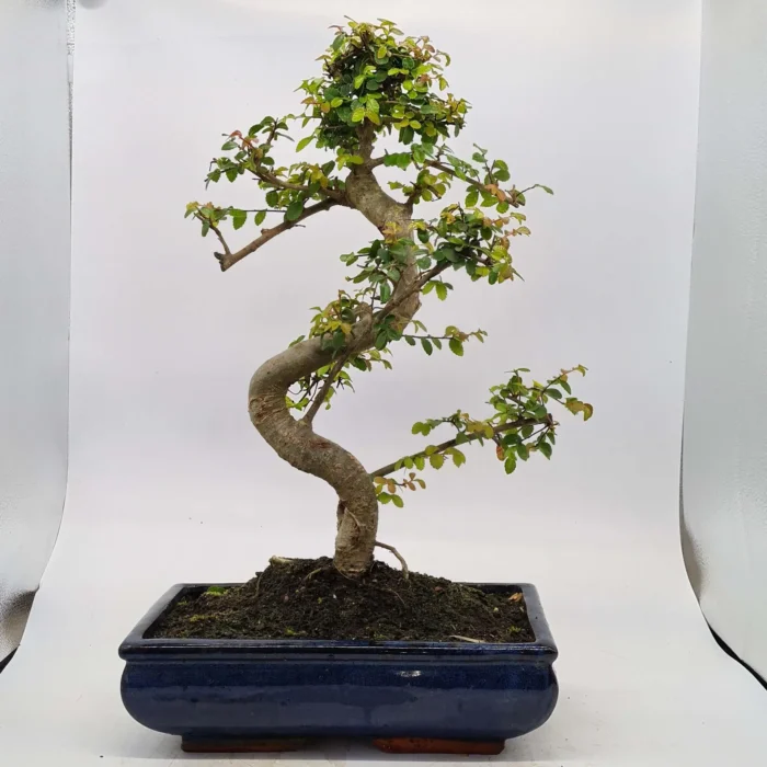 Beautifully Shaped Chinese Elm (Ulmus Parvifolia) Bonsai Tree - 30cm Pot | Perfect for Beginners & Experts | Indoor & Outdoor Hardy Tree - Image 34