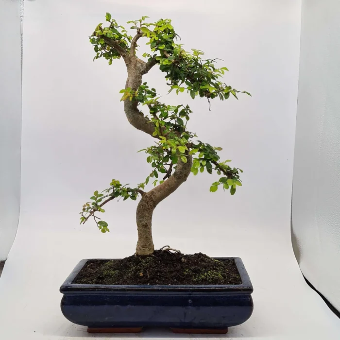 Beautifully Shaped Chinese Elm (Ulmus Parvifolia) Bonsai Tree - 30cm Pot | Perfect for Beginners & Experts | Indoor & Outdoor Hardy Tree - Image 35