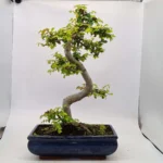 Beautifully Shaped Chinese Elm (Ulmus Parvifolia) Bonsai Tree - 30cm Pot | Perfect for Beginners & Experts | Indoor & Outdoor Hardy Tree - Image 36