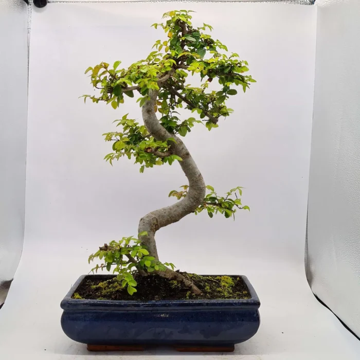 Beautifully Shaped Chinese Elm (Ulmus Parvifolia) Bonsai Tree - 30cm Pot | Perfect for Beginners & Experts | Indoor & Outdoor Hardy Tree - Image 36