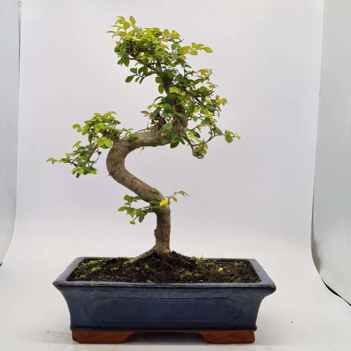 Beautifully Shaped Chinese Elm (Ulmus Parvifolia) Bonsai Tree - 30cm Pot | Perfect for Beginners & Experts | Indoor & Outdoor Hardy Tree - Image 39