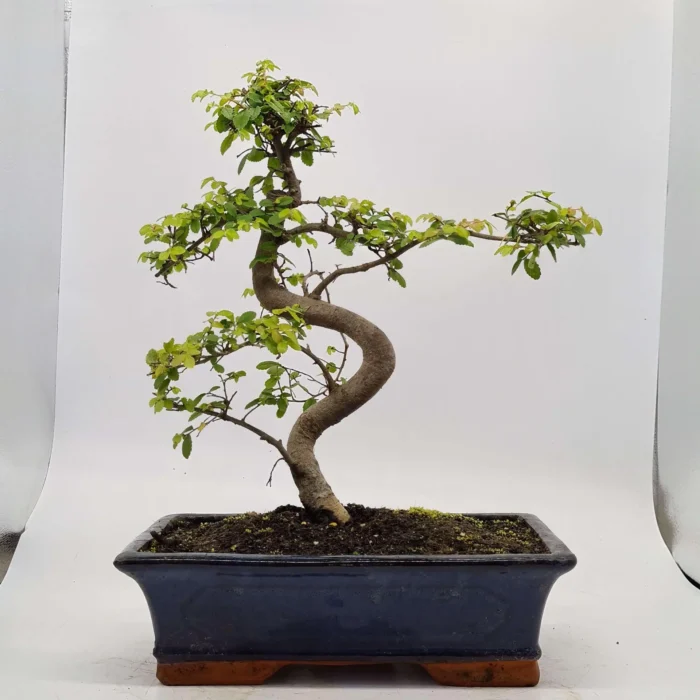 Beautifully Shaped Chinese Elm (Ulmus Parvifolia) Bonsai Tree - 30cm Pot | Perfect for Beginners & Experts | Indoor & Outdoor Hardy Tree - Image 40