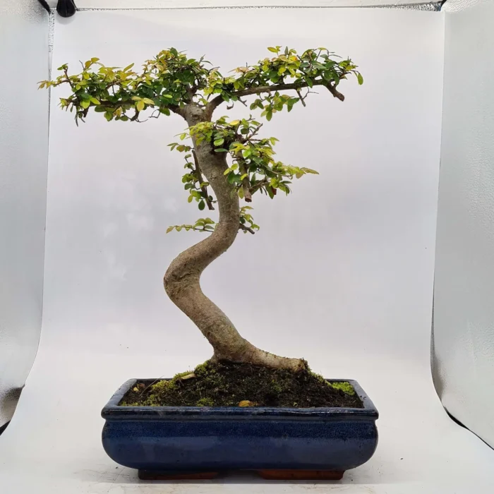 Beautifully Shaped Chinese Elm (Ulmus Parvifolia) Bonsai Tree - 30cm Pot | Perfect for Beginners & Experts | Indoor & Outdoor Hardy Tree - Image 41