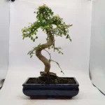 Beautifully Shaped Chinese Elm (Ulmus Parvifolia) Bonsai Tree - 30cm Pot | Perfect for Beginners & Experts | Indoor & Outdoor Hardy Tree - Image 45