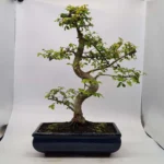 Beautifully Shaped Chinese Elm (Ulmus Parvifolia) Bonsai Tree - 30cm Pot | Perfect for Beginners & Experts | Indoor & Outdoor Hardy Tree - Image 46