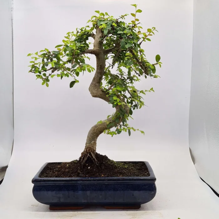 Beautifully Shaped Chinese Elm (Ulmus Parvifolia) Bonsai Tree - 30cm Pot | Perfect for Beginners & Experts | Indoor & Outdoor Hardy Tree - Image 47
