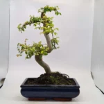 Beautifully Shaped Chinese Elm (Ulmus Parvifolia) Bonsai Tree - 30cm Pot | Perfect for Beginners & Experts | Indoor & Outdoor Hardy Tree - Image 48