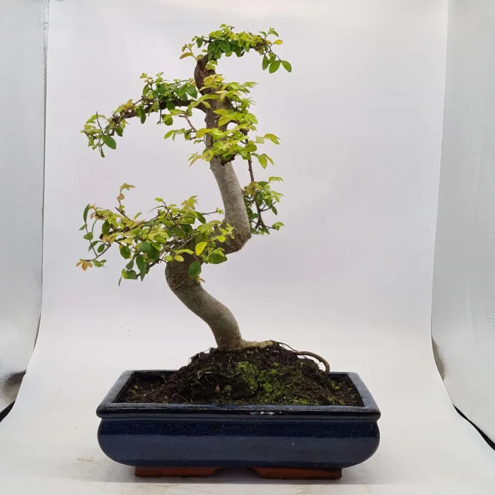 Beautifully Shaped Chinese Elm (Ulmus Parvifolia) Bonsai Tree - 30cm Pot | Perfect for Beginners & Experts | Indoor & Outdoor Hardy Tree - Image 48