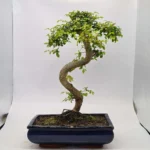 Beautifully Shaped Chinese Elm (Ulmus Parvifolia) Bonsai Tree - 30cm Pot | Perfect for Beginners & Experts | Indoor & Outdoor Hardy Tree - Image 49