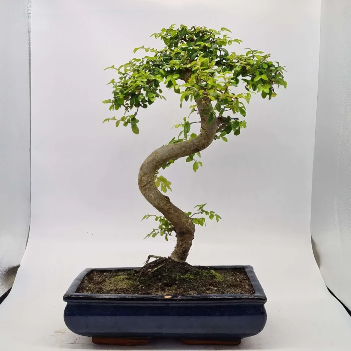 Beautifully Shaped Chinese Elm (Ulmus Parvifolia) Bonsai Tree - 30cm Pot | Perfect for Beginners & Experts | Indoor & Outdoor Hardy Tree - Image 49