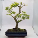 Beautifully Shaped Chinese Elm (Ulmus Parvifolia) Bonsai Tree - 30cm Pot | Perfect for Beginners & Experts | Indoor & Outdoor Hardy Tree - Image 50