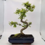 Beautifully Shaped Chinese Elm (Ulmus Parvifolia) Bonsai Tree - 30cm Pot | Perfect for Beginners & Experts | Indoor & Outdoor Hardy Tree - Image 51