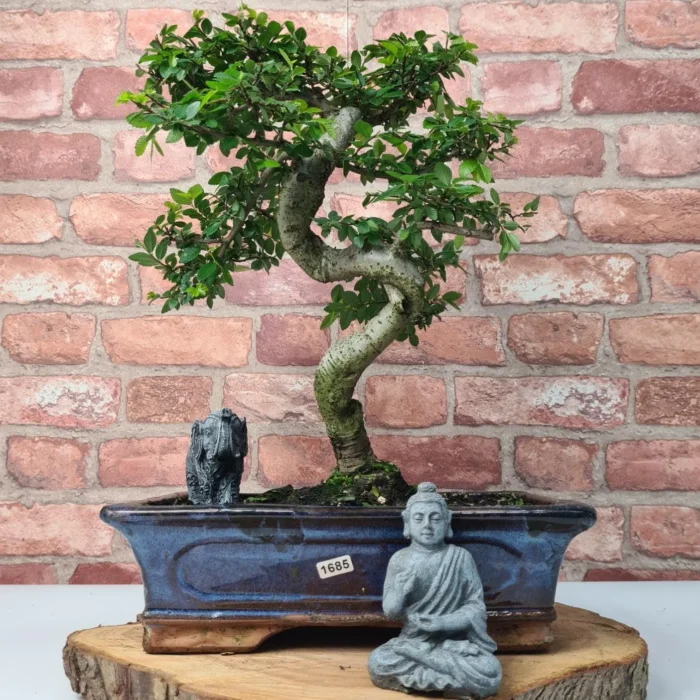 Beautifully Shaped Chinese Elm (Ulmus Parvifolia) Bonsai Tree - 30cm Pot | Perfect for Beginners & Experts | Indoor & Outdoor Hardy Tree - Image 53