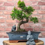 Beautifully Shaped Chinese Elm (Ulmus Parvifolia) Bonsai Tree - 30cm Pot | Perfect for Beginners & Experts | Indoor & Outdoor Hardy Tree - Image 57
