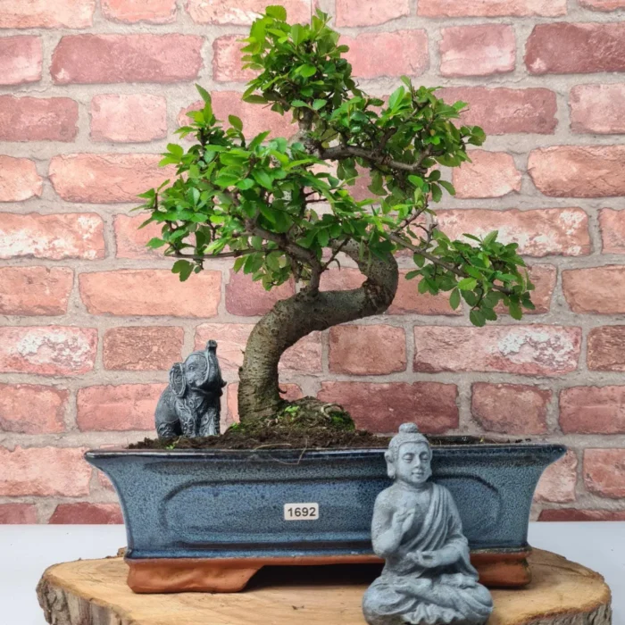 Beautifully Shaped Chinese Elm (Ulmus Parvifolia) Bonsai Tree - 30cm Pot | Perfect for Beginners & Experts | Indoor & Outdoor Hardy Tree - Image 57