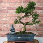 Beautifully Shaped Chinese Elm (Ulmus Parvifolia) Bonsai Tree - 30cm Pot | Perfect for Beginners & Experts | Indoor & Outdoor Hardy Tree - Image 59