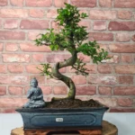 Beautifully Shaped Chinese Elm (Ulmus Parvifolia) Bonsai Tree - 30cm Pot | Perfect for Beginners & Experts | Indoor & Outdoor Hardy Tree - Image 60