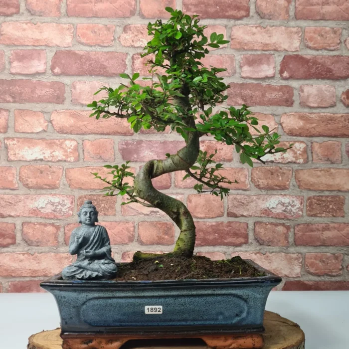 Beautifully Shaped Chinese Elm (Ulmus Parvifolia) Bonsai Tree - 30cm Pot | Perfect for Beginners & Experts | Indoor & Outdoor Hardy Tree - Image 60