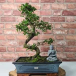 Beautifully Shaped Chinese Elm (Ulmus Parvifolia) Bonsai Tree - 30cm Pot | Perfect for Beginners & Experts | Indoor & Outdoor Hardy Tree - Image 62