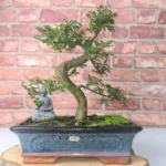 Beautifully Shaped Chinese Elm (Ulmus Parvifolia) Bonsai Tree - 30cm Pot | Perfect for Beginners & Experts | Indoor & Outdoor Hardy Tree - Image 69