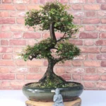 Large Chinese Elm Bonsai Tree (Ulmus Parvifolia) - 35cm Glazed Pot | Perfect for Beginners & Experts | Low Maintenance Indoor/Outdoor Bonsai - Image 2