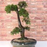 Large Chinese Elm Bonsai Tree (Ulmus Parvifolia) - 35cm Glazed Pot | Perfect for Beginners & Experts | Low Maintenance Indoor/Outdoor Bonsai - Image 3