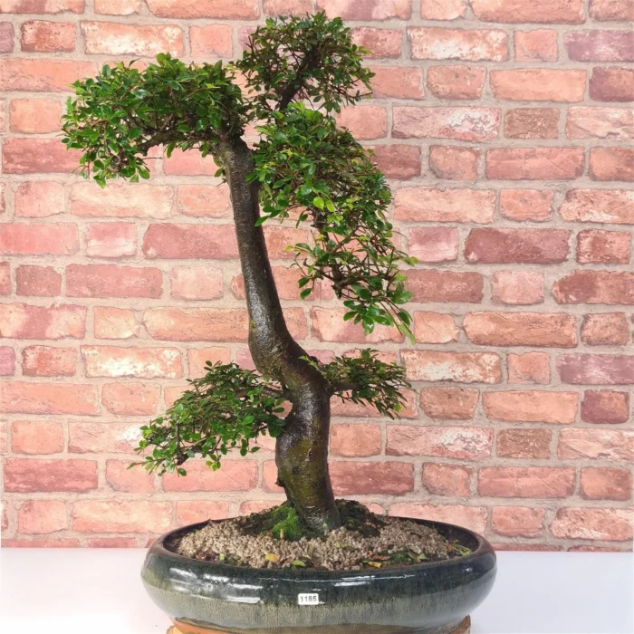 Large Chinese Elm Bonsai Tree (Ulmus Parvifolia) - 35cm Glazed Pot | Perfect for Beginners & Experts | Low Maintenance Indoor/Outdoor Bonsai - Image 3