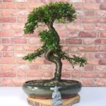 Large Chinese Elm Bonsai Tree (Ulmus Parvifolia) - 35cm Glazed Pot | Perfect for Beginners & Experts | Low Maintenance Indoor/Outdoor Bonsai - Image 4