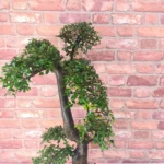 Large Chinese Elm Bonsai Tree (Ulmus Parvifolia) - 35cm Glazed Pot | Perfect for Beginners & Experts | Low Maintenance Indoor/Outdoor Bonsai - Image 6