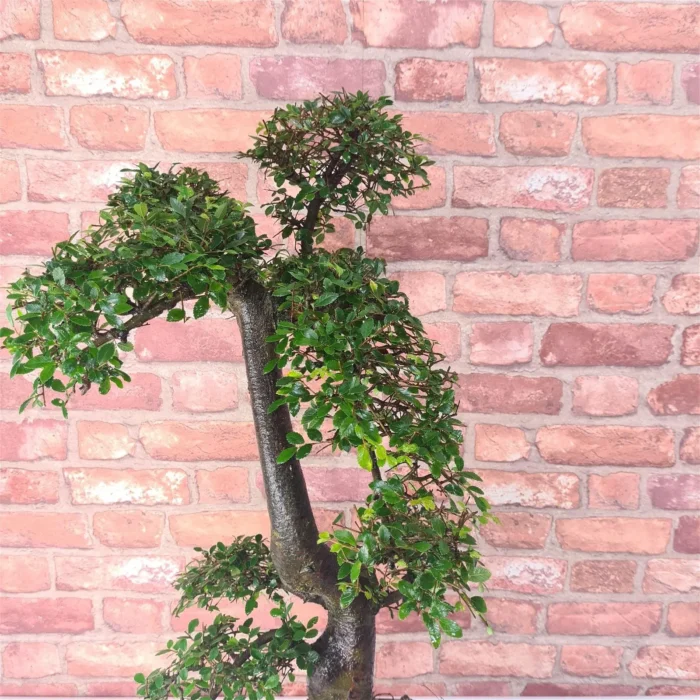 Large Chinese Elm Bonsai Tree (Ulmus Parvifolia) - 35cm Glazed Pot | Perfect for Beginners & Experts | Low Maintenance Indoor/Outdoor Bonsai - Image 6