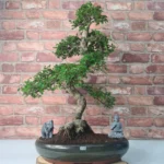 Large Chinese Elm Bonsai Tree (Ulmus Parvifolia) - 35cm Glazed Pot | Perfect for Beginners & Experts | Low Maintenance Indoor/Outdoor Bonsai - Image 7