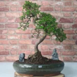 Large Chinese Elm Bonsai Tree (Ulmus Parvifolia) - 35cm Glazed Pot | Perfect for Beginners & Experts | Low Maintenance Indoor/Outdoor Bonsai - Image 8