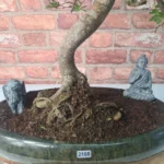 Large Chinese Elm Bonsai Tree (Ulmus Parvifolia) - 35cm Glazed Pot | Perfect for Beginners & Experts | Low Maintenance Indoor/Outdoor Bonsai - Image 9