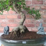 Large Chinese Elm Bonsai Tree (Ulmus Parvifolia) - 35cm Glazed Pot | Perfect for Beginners & Experts | Low Maintenance Indoor/Outdoor Bonsai - Image 10