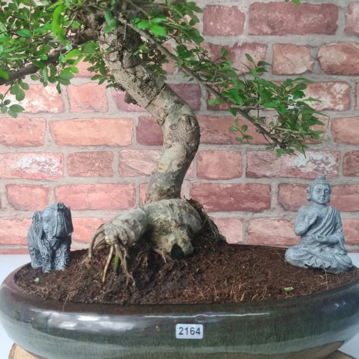 Large Chinese Elm Bonsai Tree (Ulmus Parvifolia) - 35cm Glazed Pot | Perfect for Beginners & Experts | Low Maintenance Indoor/Outdoor Bonsai - Image 10