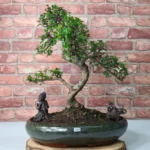 Large Chinese Elm Bonsai Tree (Ulmus Parvifolia) - 35cm Glazed Pot | Perfect for Beginners & Experts | Low Maintenance Indoor/Outdoor Bonsai - Image 11