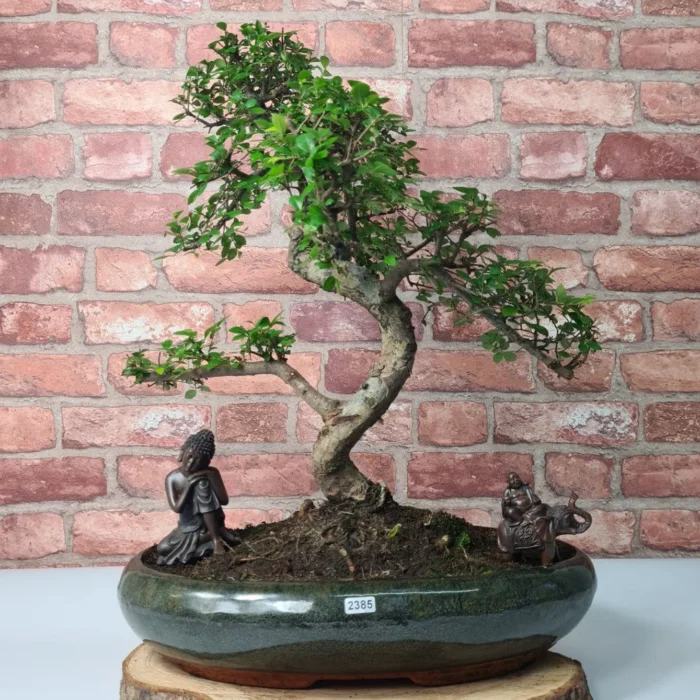 Large Chinese Elm Bonsai Tree (Ulmus Parvifolia) - 35cm Glazed Pot | Perfect for Beginners & Experts | Low Maintenance Indoor/Outdoor Bonsai - Image 11
