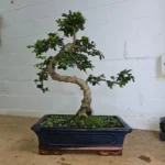 Beautifully Shaped Chinese Elm (Ulmus Parvifolia) Bonsai Tree - 30cm Pot | Perfect for Beginners & Experts | Indoor & Outdoor Hardy Tree - Image 71
