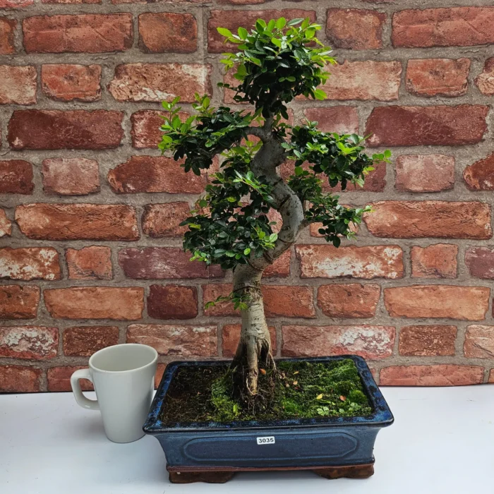 Beautifully Shaped Chinese Elm (Ulmus Parvifolia) Bonsai Tree - 30cm Pot | Perfect for Beginners & Experts | Indoor & Outdoor Hardy Tree - Image 70