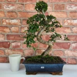 Beautifully Shaped Chinese Elm (Ulmus Parvifolia) Bonsai Tree - 30cm Pot | Perfect for Beginners & Experts | Indoor & Outdoor Hardy Tree - Image 73