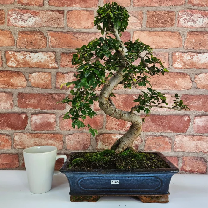 Beautifully Shaped Chinese Elm (Ulmus Parvifolia) Bonsai Tree - 30cm Pot | Perfect for Beginners & Experts | Indoor & Outdoor Hardy Tree - Image 73