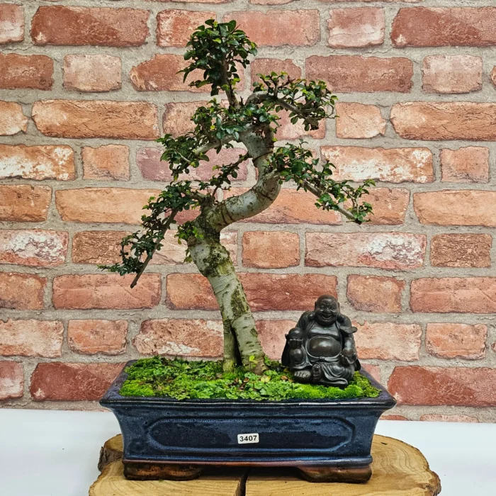 Beautifully Shaped Chinese Elm (Ulmus Parvifolia) Bonsai Tree - 30cm Pot | Perfect for Beginners & Experts | Indoor & Outdoor Hardy Tree - Image 74